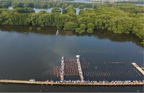 伊利助力印尼紅樹林生態(tài)保護(hù)項(xiàng)目,推動綠色可持續(xù)發(fā)展